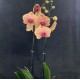 Phalaenopsis Caribbean Dream Phalaenopsis Caribbean Dream