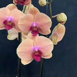 Phalaenopsis Caribbean Dream