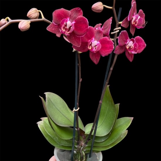 Phalaenopsis Cartagena