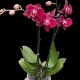 Phalaenopsis Cartagena
