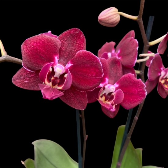 Phalaenopsis Cartagena