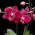 Phalaenopsis Cartagena (Reduced)