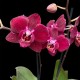 Phalaenopsis Cartagena