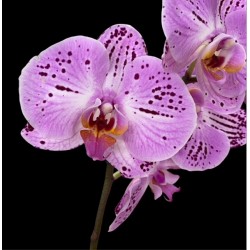 Phalaenopsis Cassie