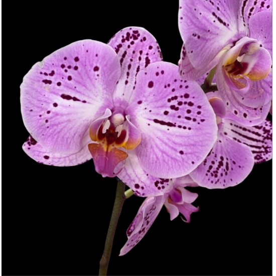 Phalaenopsis Cassie Phalaenopsis Cassie