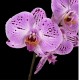 Phalaenopsis Cassie Phalaenopsis Cassie