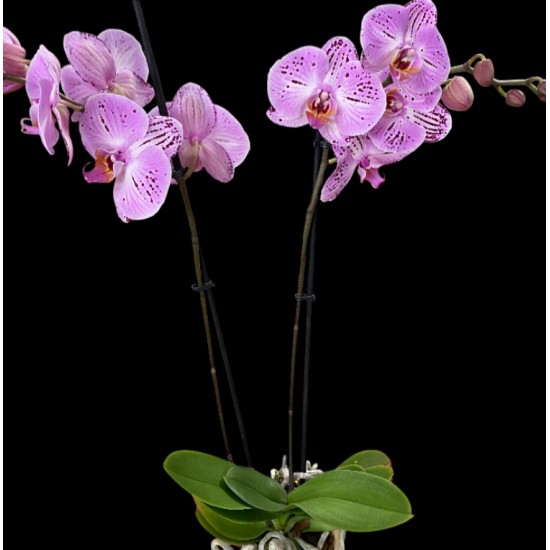 Phalaenopsis Cassie Phalaenopsis Cassie