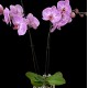 Phalaenopsis Cassie Phalaenopsis Cassie