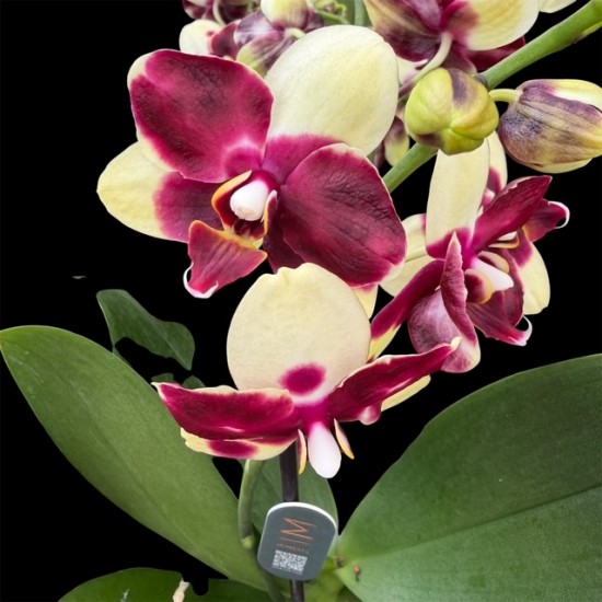 Phalaenopsis Catania