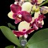 Phalaenopsis Catania