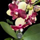 Phalaenopsis Catania