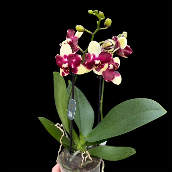 Phalaenopsis Catania