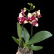 Phalaenopsis Catania