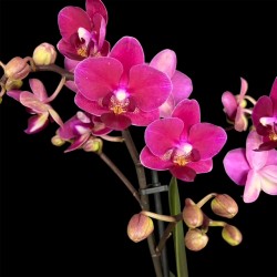 Phalaenopsis Chamonix