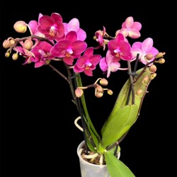 Phalaenopsis Chamonix
