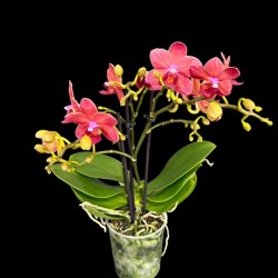 Phalaenopsis Chamonix