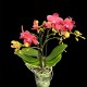 Phalaenopsis Chamonix