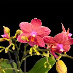 Phalaenopsis Chamonix