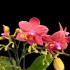 Phalaenopsis Chamonix