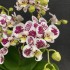 Phalaenopsis Colton