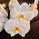 Phalaenopsis Cool Breeze