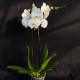Phalaenopsis Cool Breeze