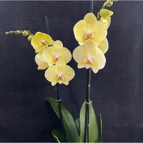 Phalaenopsis Cremona Phalaenopsis Cremona