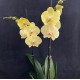 Phalaenopsis Cremona Phalaenopsis Cremona