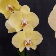 Phalaenopsis Cremona