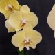 Phalaenopsis Cremona Phalaenopsis Cremona