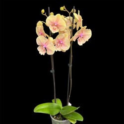 Phalaenopsis Daria