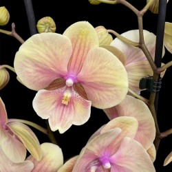 Phalaenopsis Daria