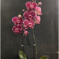 Phalaenopsis Debora Phalaenopsis Debora