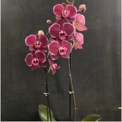 Phalaenopsis Debora Phalaenopsis Debora