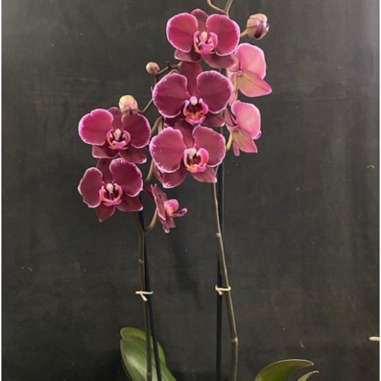 Phalaenopsis Debora