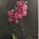 Phalaenopsis Debora