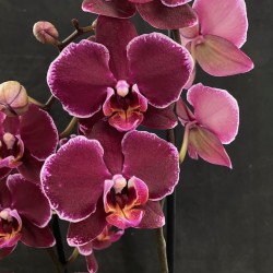 Phalaenopsis Debora