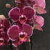 Phalaenopsis Debora