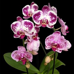 Phalaenopsis Elegant Cascade