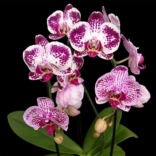 Phalaenopsis Elegant Cascade