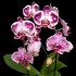 Phalaenopsis Elegant Cascade
