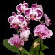 Phalaenopsis Elegant Cascade