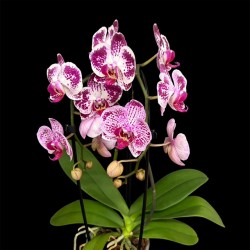 Phalaenopsis Elegant Cascade