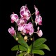 Phalaenopsis Elegant Cascade