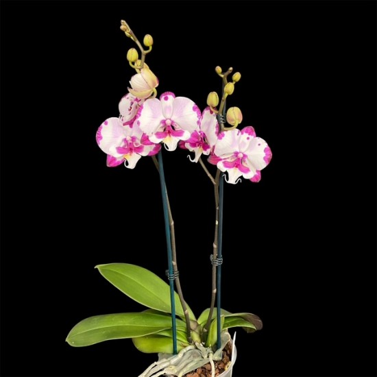 Phalaenopsis Emily
