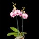 Phalaenopsis Emily