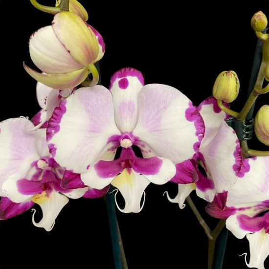 Phalaenopsis Emily