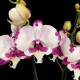 Phalaenopsis Emily