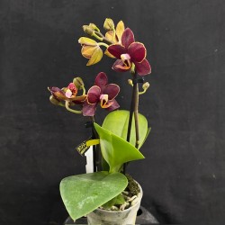 Phalaenopsis Esmee