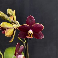 Phalaenopsis Esmee
